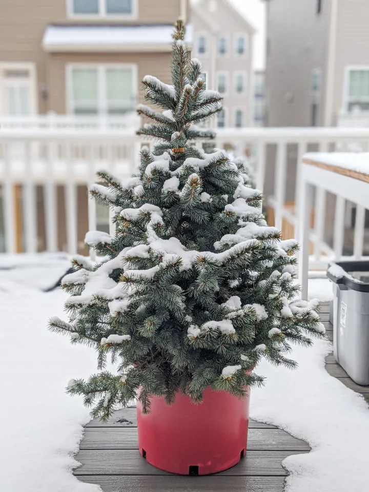 How to Take Care of a Potted Christmas Tree
