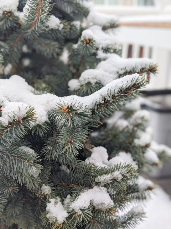 How to Take Care of a Potted Christmas Tree the Right Way