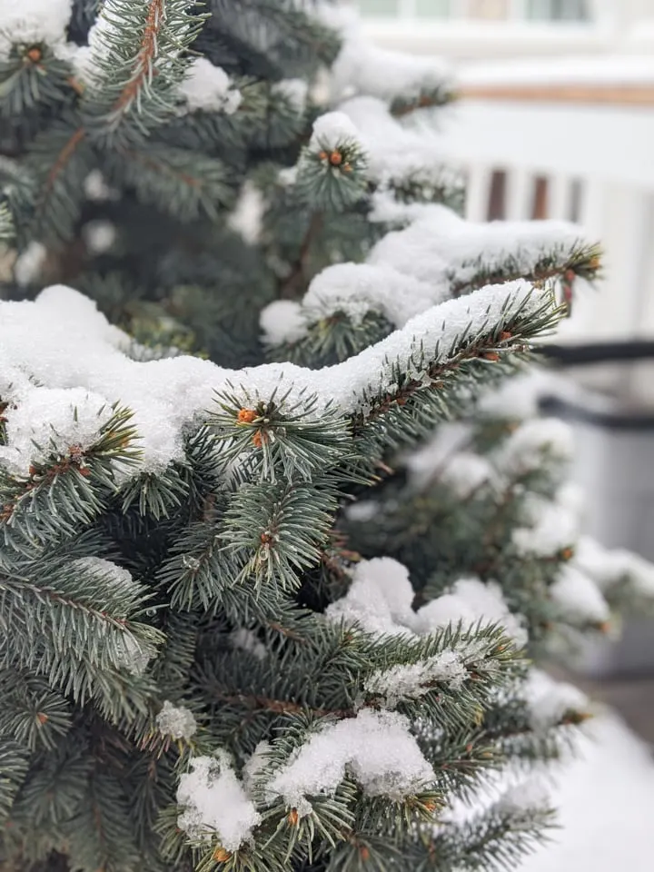 How to Take Care of a Potted Christmas Tree