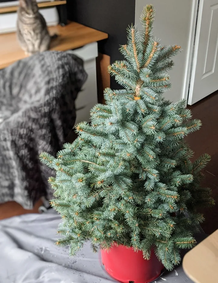 How to Take Care of a Potted Christmas Tree