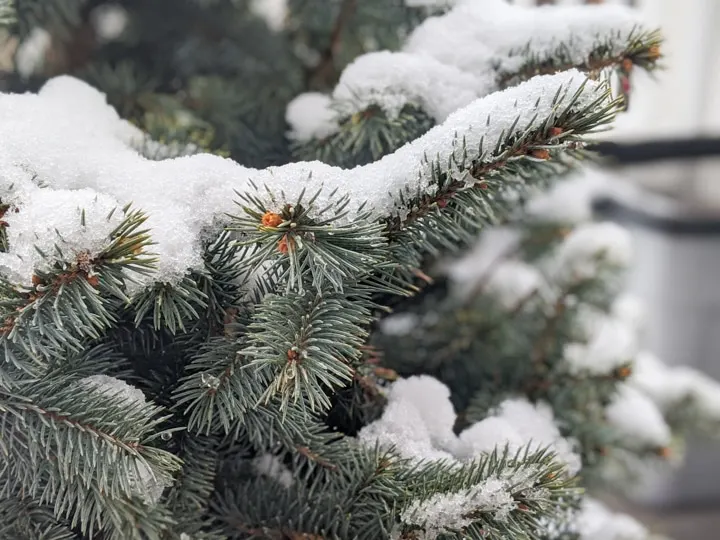 How to Take Care of a Potted Christmas Tree