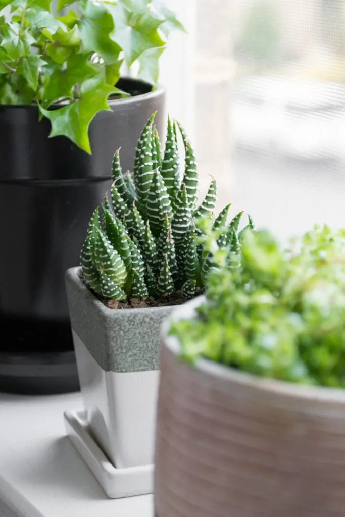 propagating succulents from leaves and cuttings