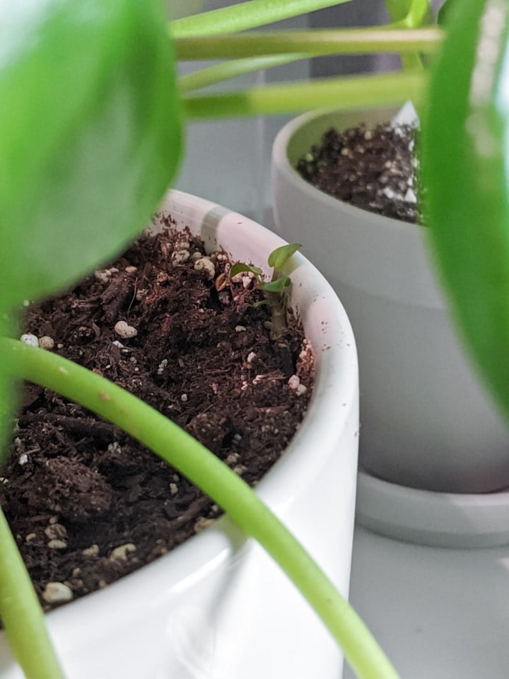 propagating Pilea Peperomioides