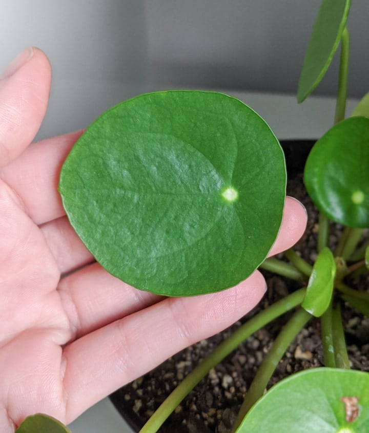 Pilea Peperomioides leaf