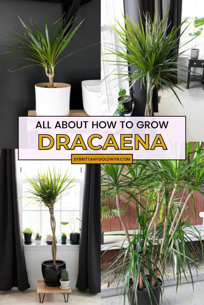 collage of plants that says all about how to grow dracaena