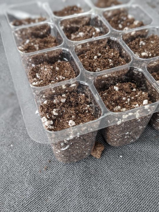 How to Grow Succulents From Seeds Learn How to do it at Home!