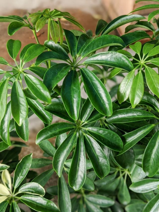 Umbrella Plant Care How to Take Great Care of an Umbrella Plant