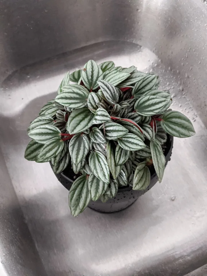 watering a freshly potted plant