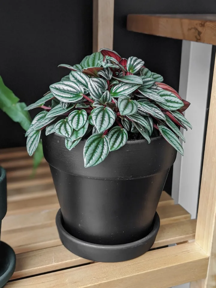 repotted peperomia houseplant
