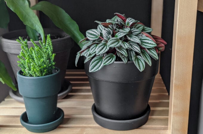 how to pot an indoor plant
