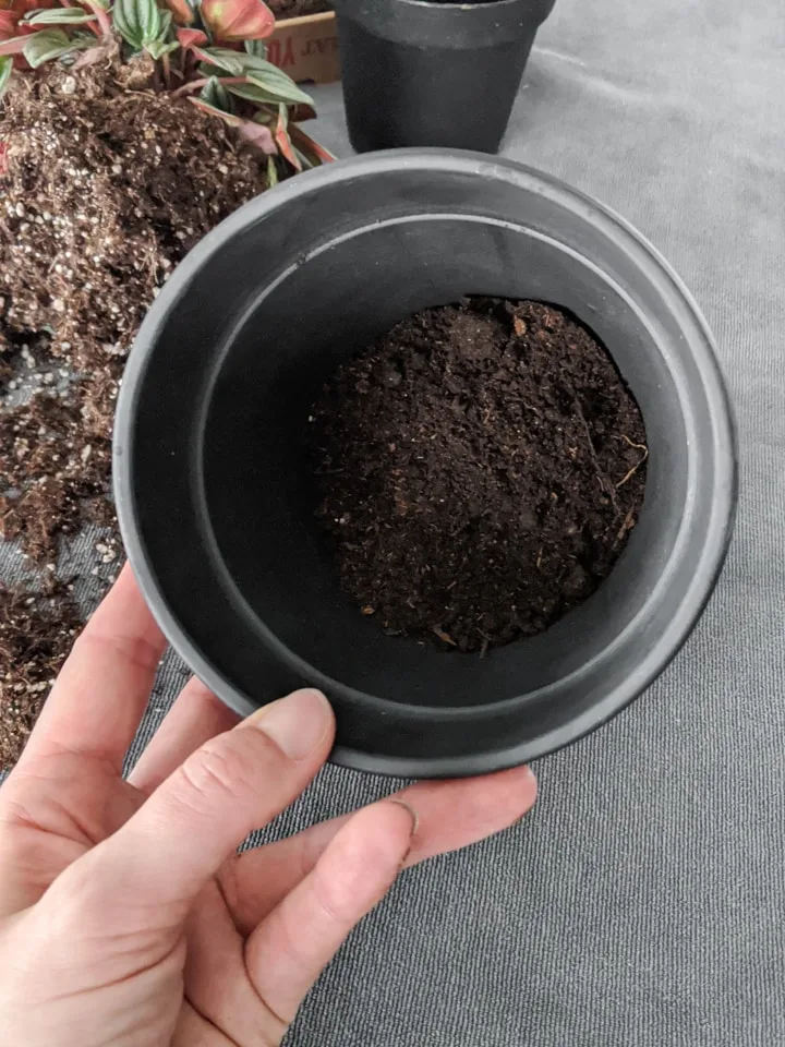 how to pot indoor plants