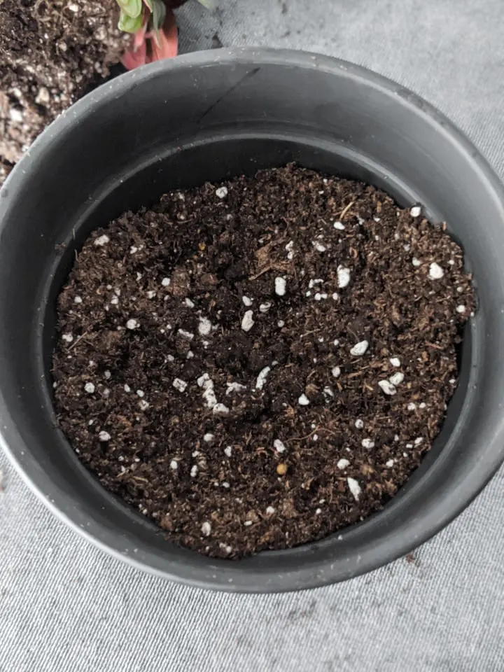dirt in a pot