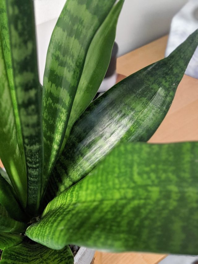 How to clean dusty houseplant leaves using a DIY leaf shine!