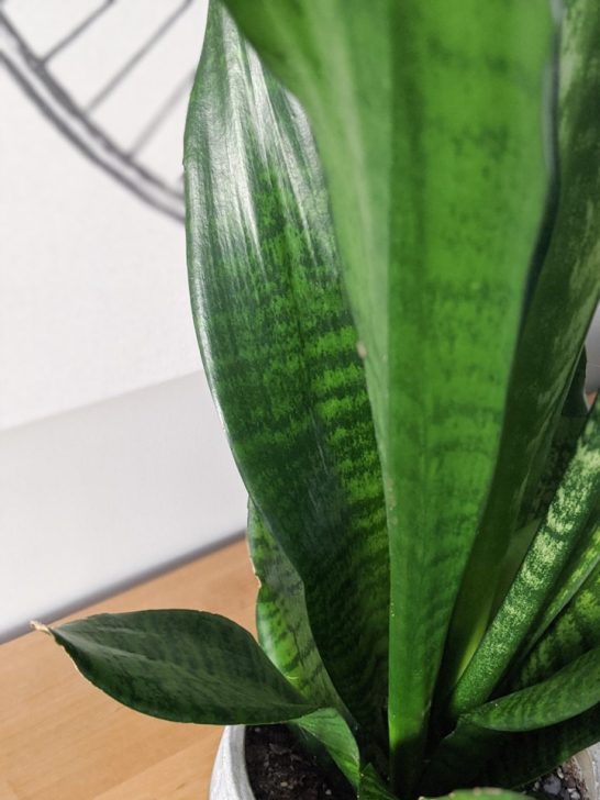 How to clean dusty houseplant leaves using a DIY leaf shine!