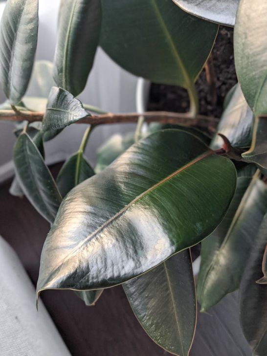 How to clean dusty houseplant leaves using a DIY leaf shine!