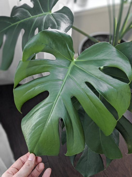 How to clean dusty houseplant leaves using a DIY leaf shine!