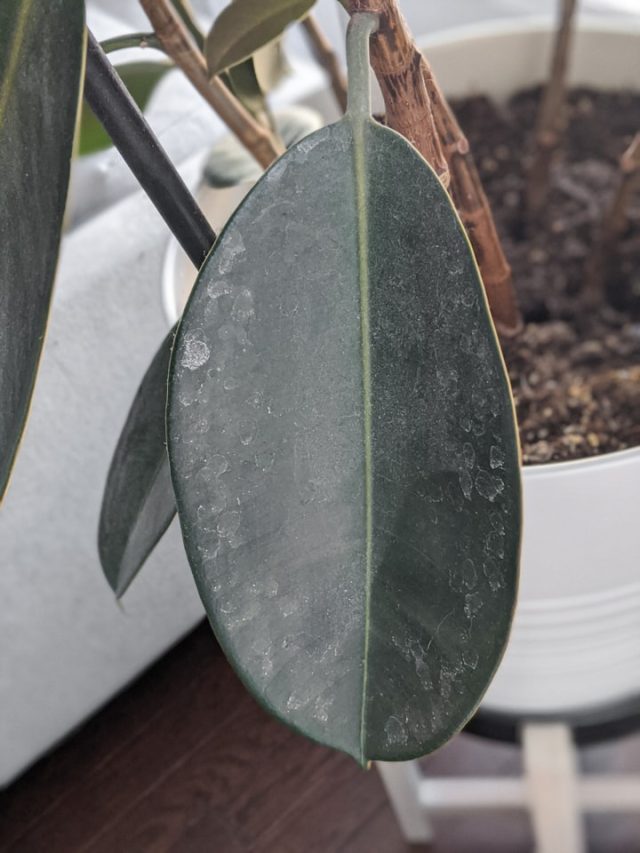 How to clean dusty houseplant leaves using a DIY leaf shine!