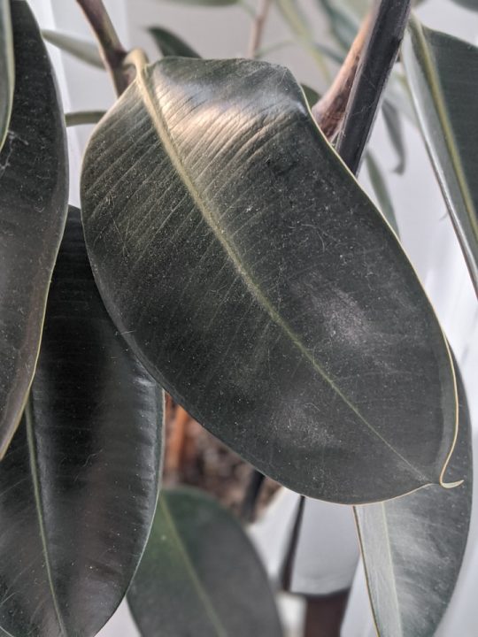 How to clean dusty houseplant leaves using a DIY leaf shine!