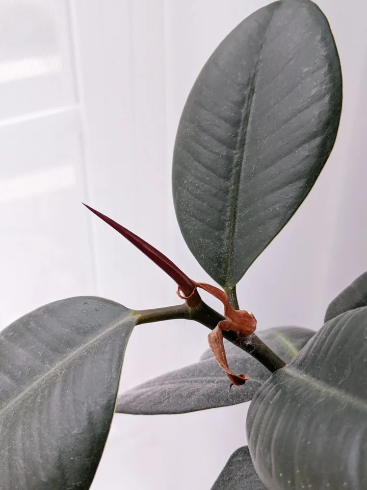 dusty rubber plant leaves