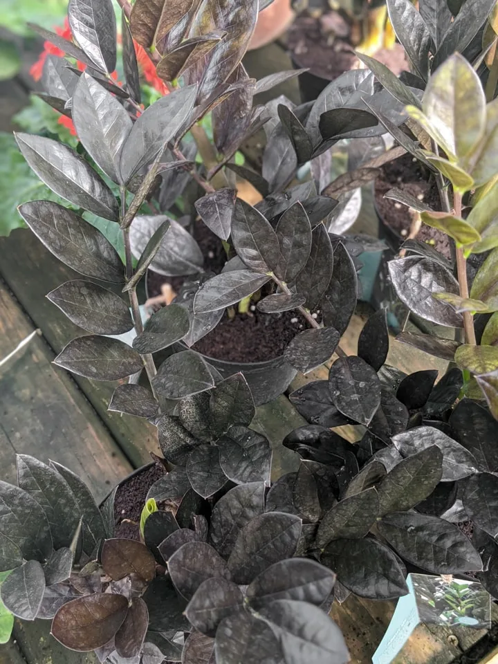 How To Care For The Zz Plant All About Caring For A Zz Plant Indoors