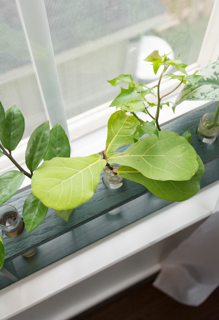 fiddle leaf fig propagation