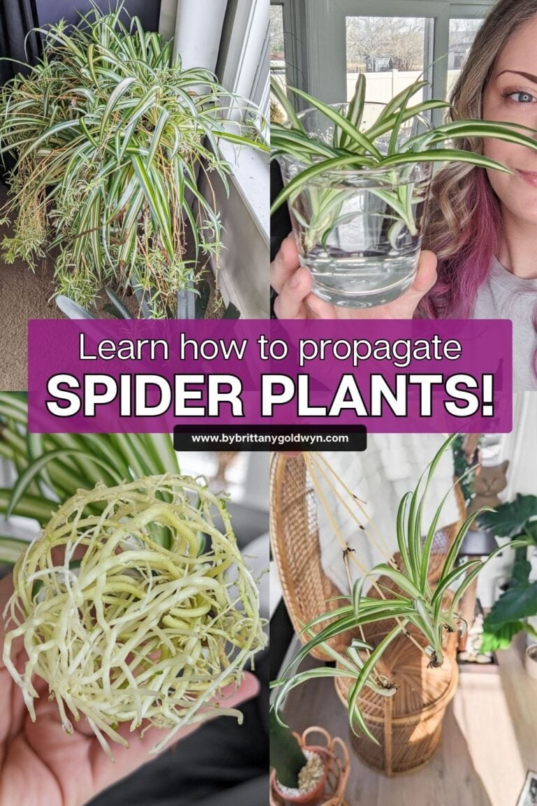 how-to-propagate-spider-plants-easily-in-water-including-babies