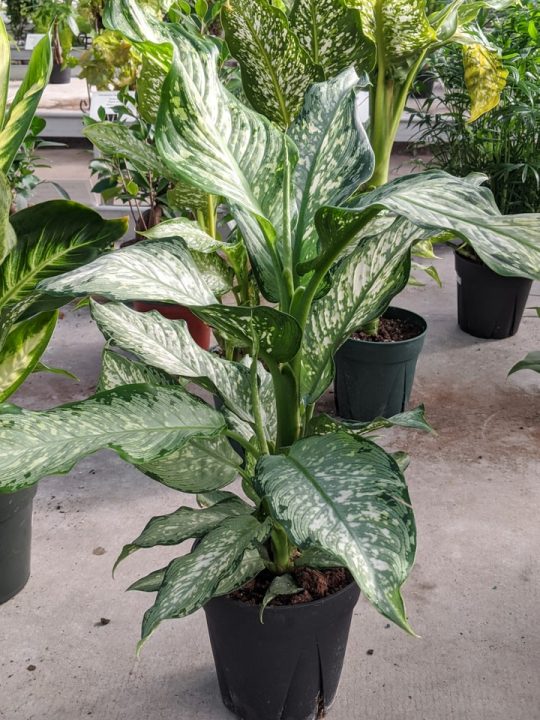 Dumb Cane Care How to Care for Dieffenbachia Houseplants