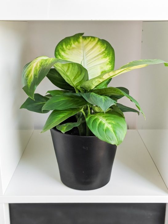 Dumb Cane Care How to Care for Dieffenbachia Houseplants