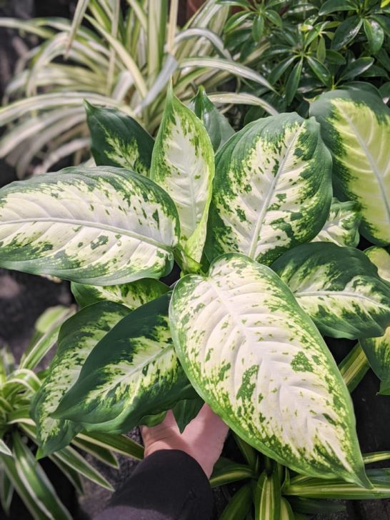 Dumb Cane Care How to Care for Dieffenbachia Houseplants