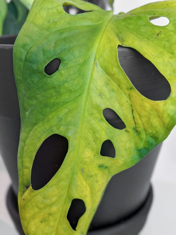 Monstera Adansonii leaf yellowing and dying off