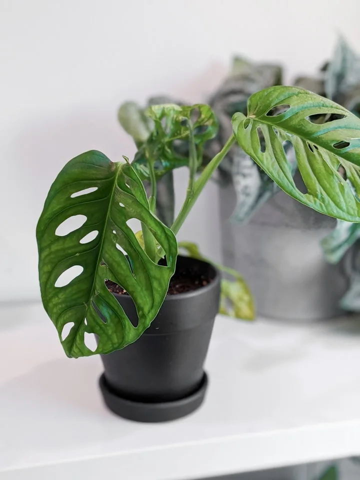 Monstera Adansonii Propagation and care tips