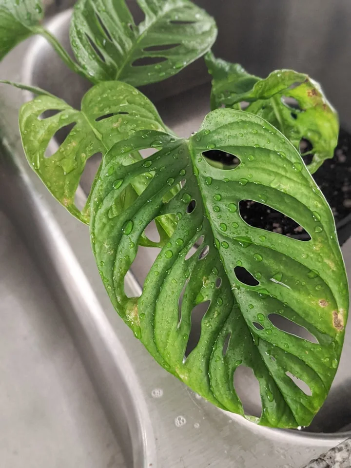 Monstera Adansonii Propagation and care tips