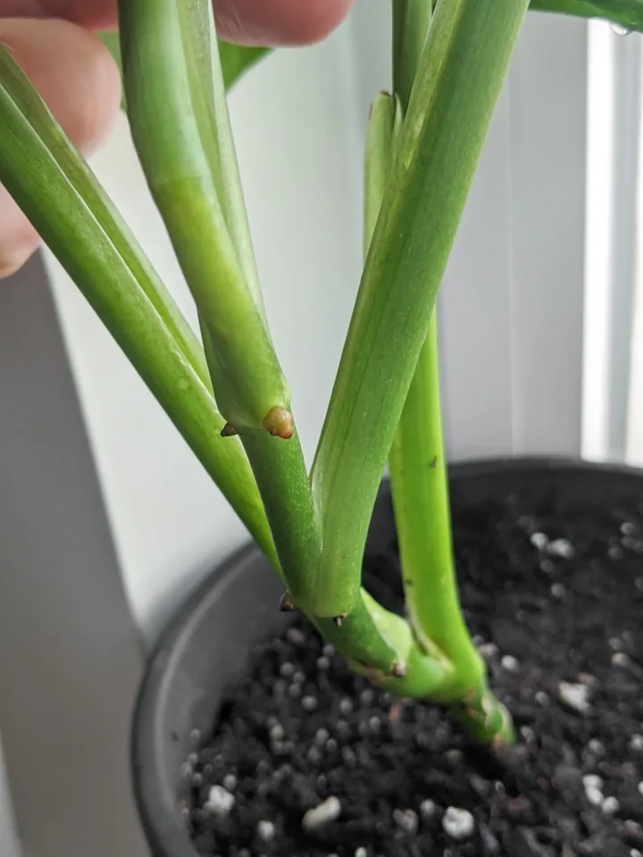 node on a Monstera Adansonii plant