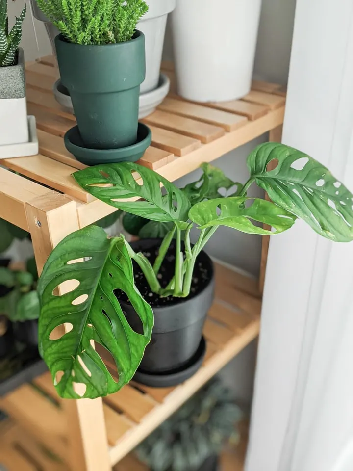 Monstera Adansonii Propagation and care tips