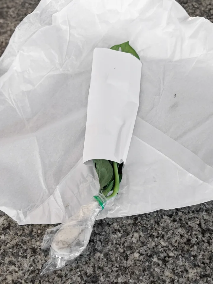 how to package a plant cutting for shipping
