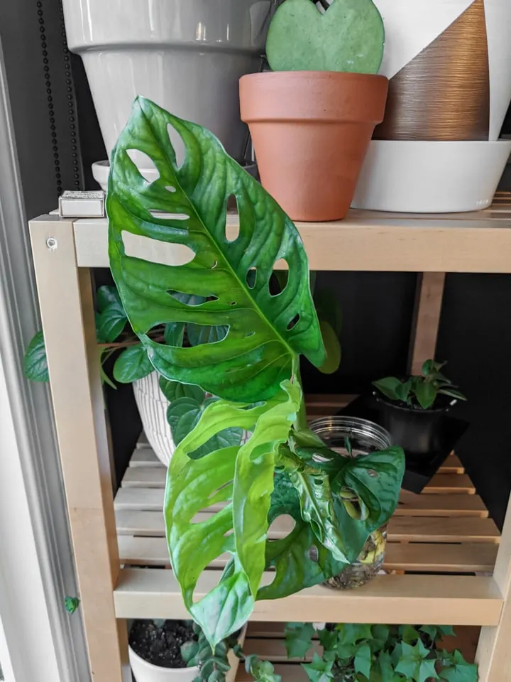 Monstera Adansonii Propagation and care tips