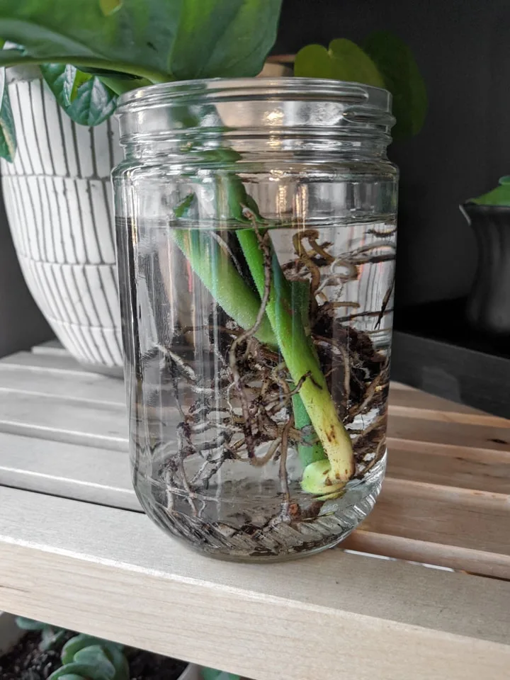 Monstera Adansonii rooting in water