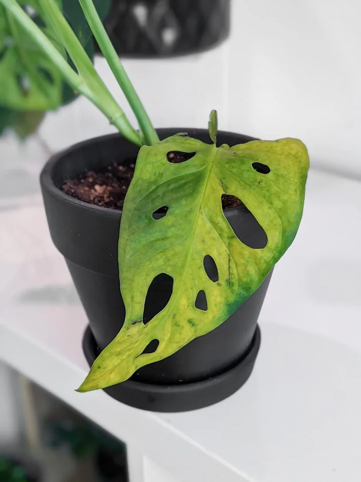 Monstera Adansonii leaf yellowing and dying off