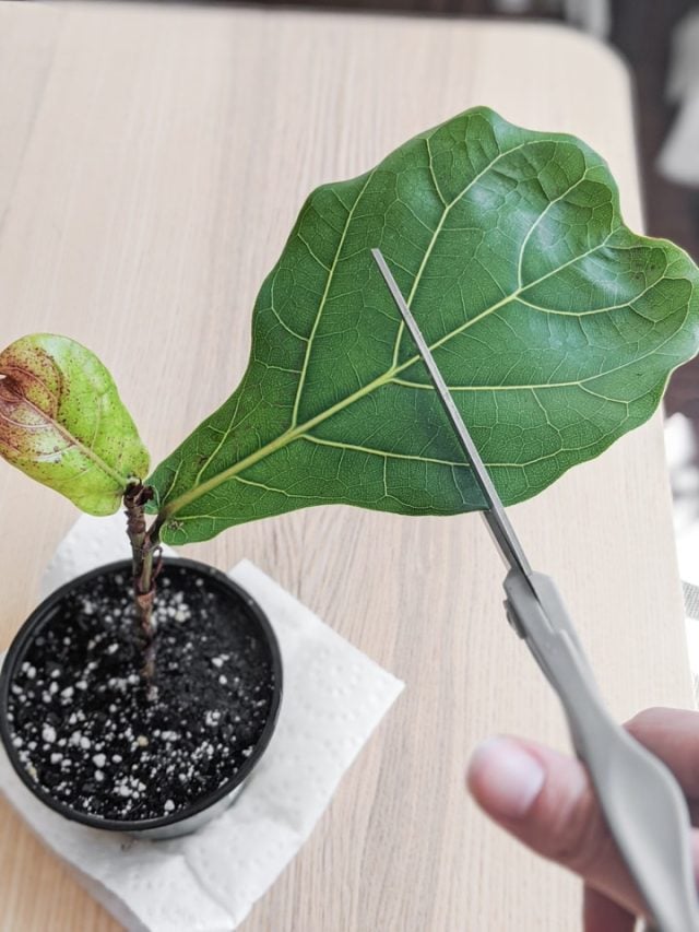 Propagate Fig Cuttings