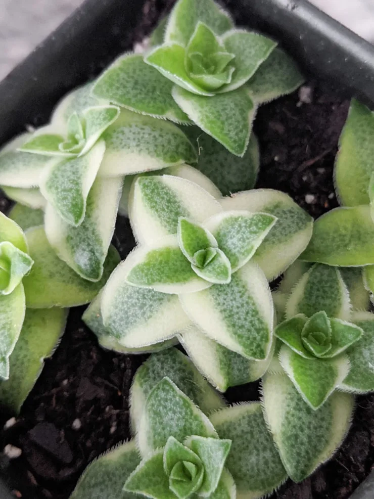 planting a piece of succulent to propagate it