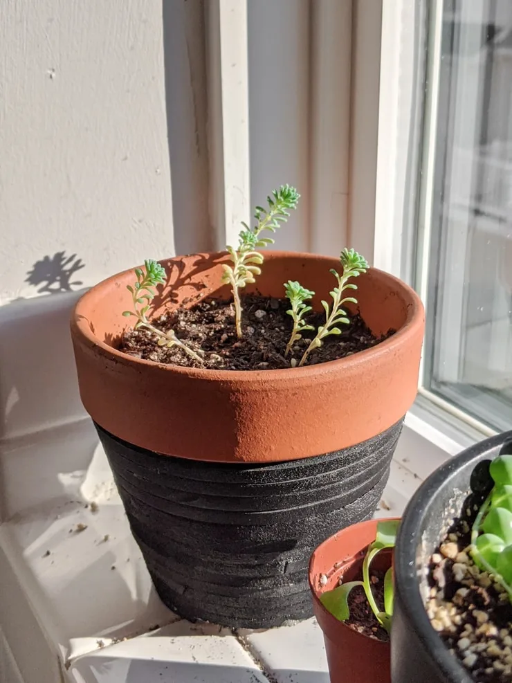 donkey tail succulents growing from seed reaching toward the light