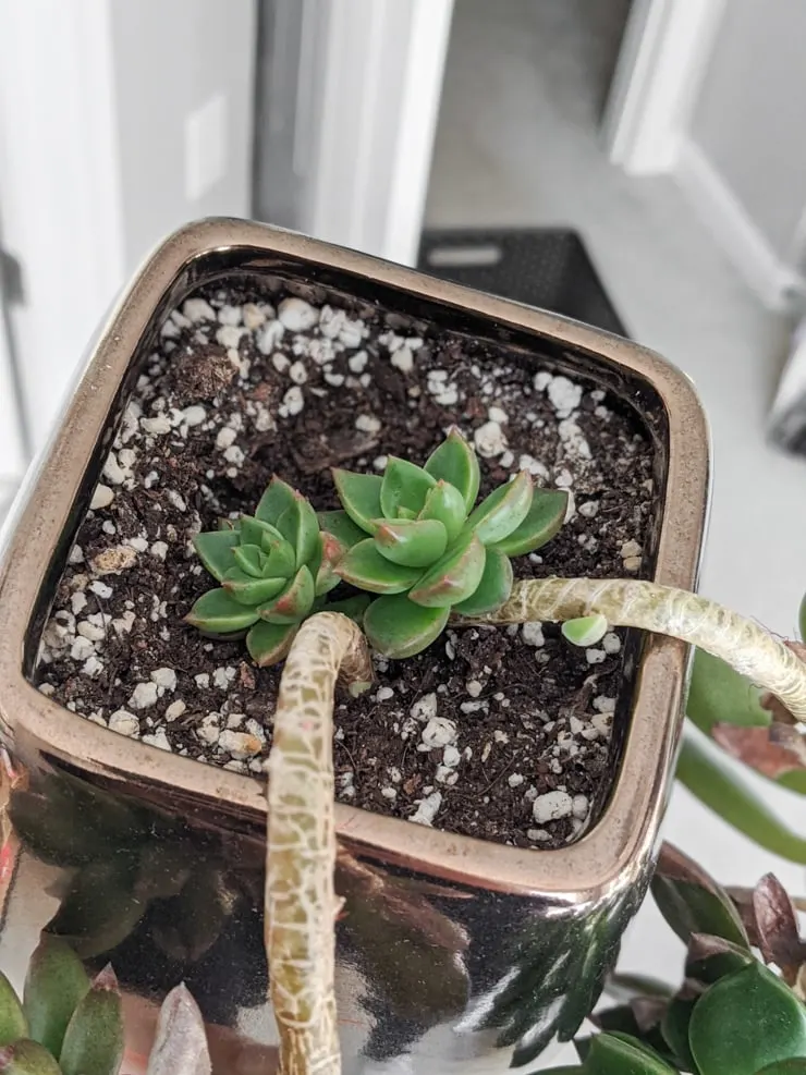 Graptopetalum babies growing