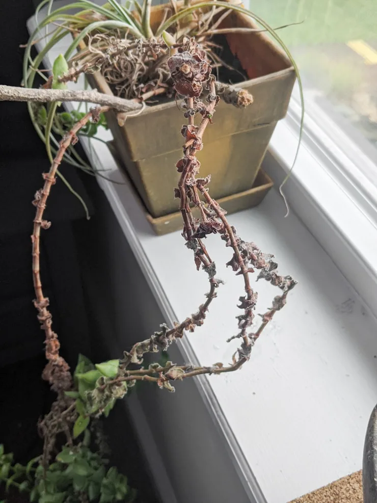leggy and unkempt crassula succulent
