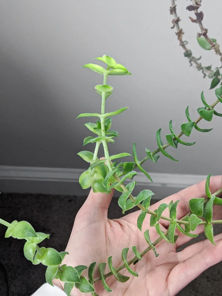 leggy and unkempt crassula succulent