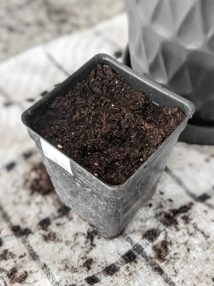 soil in a container