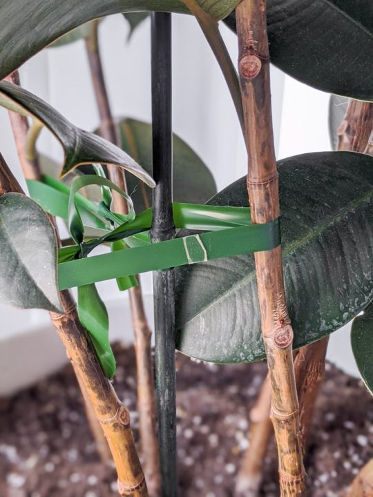 How to keep tall potted plants from falling over...stake them!