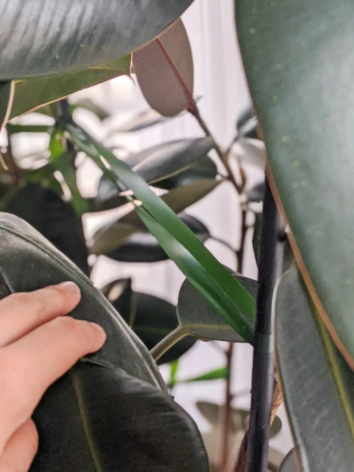 how to keep tall potted plants from falling over