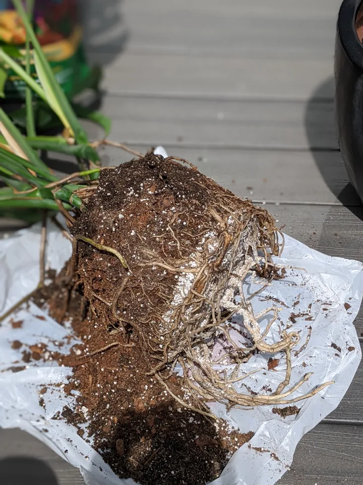 potbound monstera plant repotting