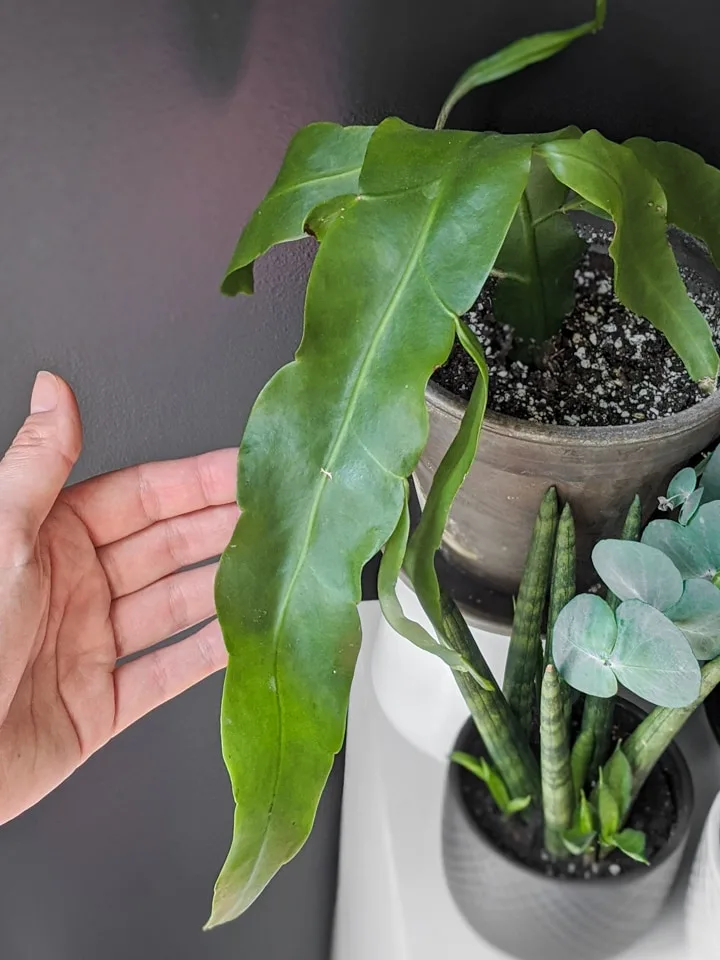 Epiphyllum Oxypetalum leaf