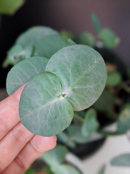 Eucalyptus Plant Care How to Care for Potted Eucalyptus